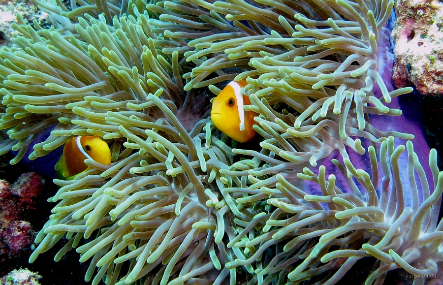 IMG_7719rc_Maldives_Madoogali_Poisson Clown des Maldives - Amphiprion Nigripe.jpg